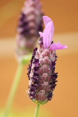 Schopf-Lavendel (Lavandula stoechas)