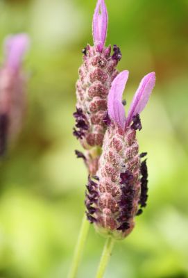Schopf-Lavendel (Lavandula stoechas)