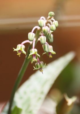Ledebouria socialis Blüten