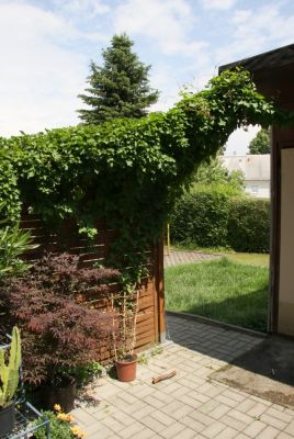 Schlingknöterich (Fallopia baldschuanica)