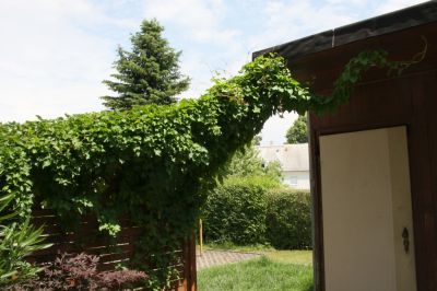 Schlingknöterich (Fallopia baldschuanica)