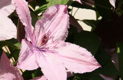 Waldrebe (Clematis)