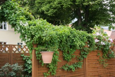 Schlingknöterich (Fallopia baldschuanica)