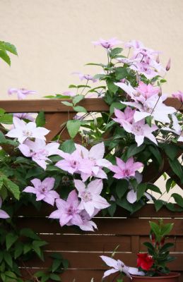 Waldrebe (Clematis) mit Blüten