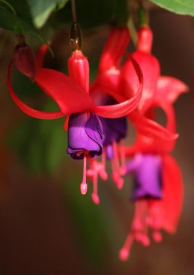 Fuchsien (Fuchsia) Blüten pink/lila