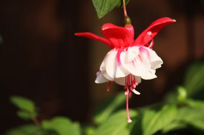 Fuchsien (Fuchsia) Blüten pink/weiß gefüllt