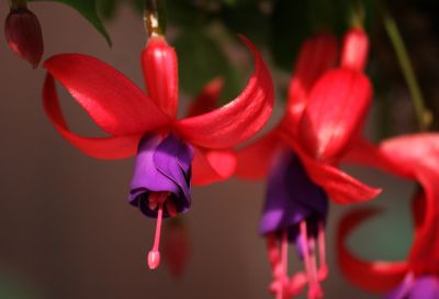 Fuchsien (Fuchsia) Blüten pink/lila