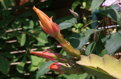 Epiphyllum Knospe