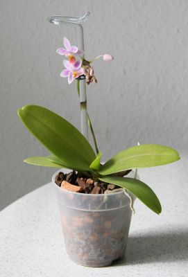 Phalaenopsis equestris Apari