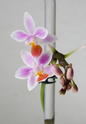 Phalaenopsis equestris Apari Blüten