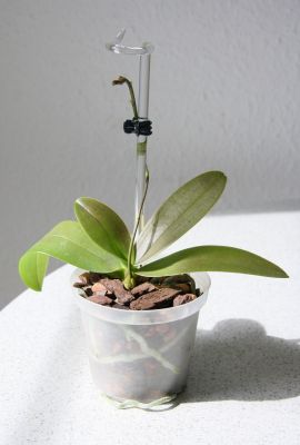 Phalaenopsis equestris Apari