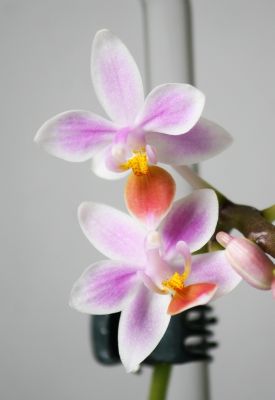 Phalaenopsis equestris Apari Blüten