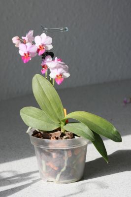 Doritaenopsis Lius Berry