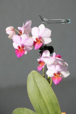 Doritaenopsis Lius Berry