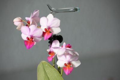 Doritaenopsis Lius Berry