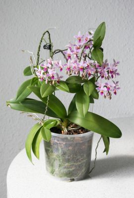 Phalaenopsis equestris