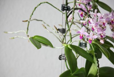 Phalaenopsis equestris Ableger