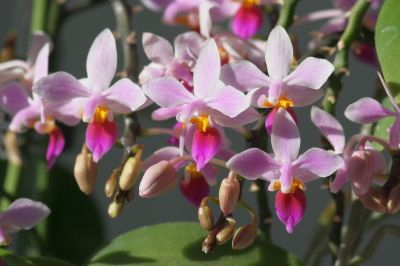Phalaenopsis equestris