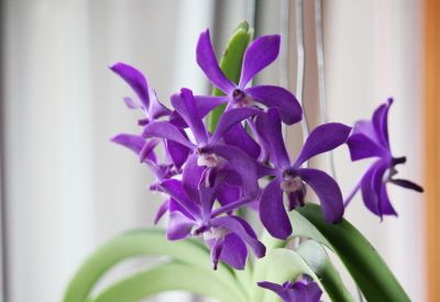 Vanda Thai Sky mit Blüten