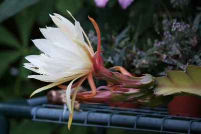 Blattkaktus (Epiphyllum) Blüte