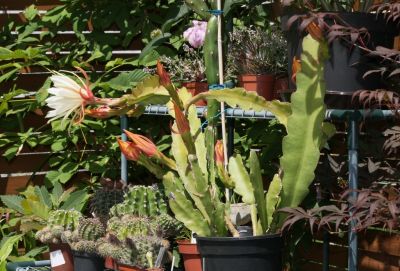 Blattkaktus (Epiphyllum) 