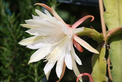 Blattkaktus (Epiphyllum) Blüte