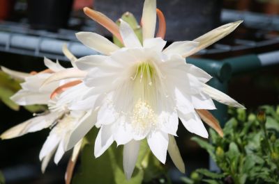 Blattkaktus (Epiphyllum) Blüte