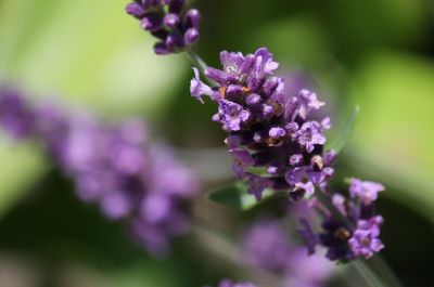 Echter Lavendel (Lavandula angustifolia)