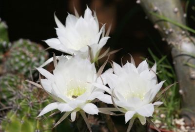 Lobivia Hybride Blüten
