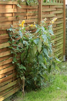 Gelber Sommerflieder (Buddleja weyeriana 'Sungold')