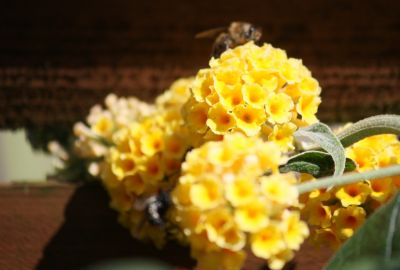 Gelber Sommerflieder (Buddleja weyeriana 'Sungold')