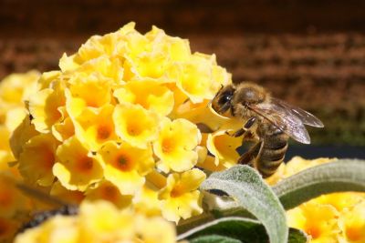 Honigbiene am Sommerflieder