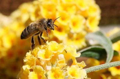Honigbiene am Sommerflieder