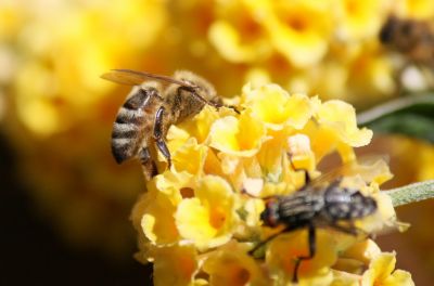 Honigbiene am Sommerflieder