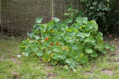 Kapuzinerkresse (Tropaeolum majus)