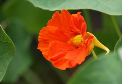 Kapuzinerkresse (Tropaeolum majus) orange