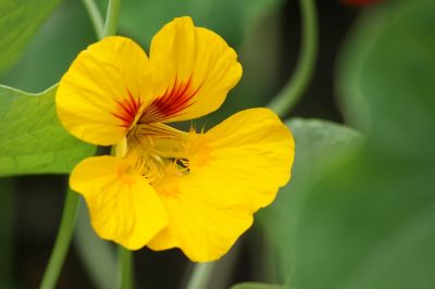 Kapuzinerkresse (Tropaeolum majus) gelb