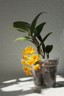 Dendrobium griffithianum