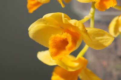 Dendrobium griffithianum