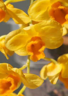 Dendrobium griffithianum