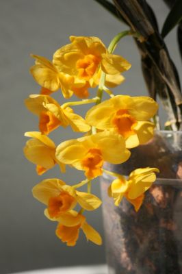 Dendrobium griffithianum