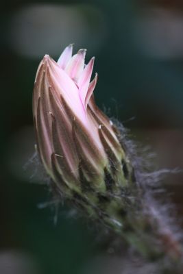 Echinopsis Hybride Knospe