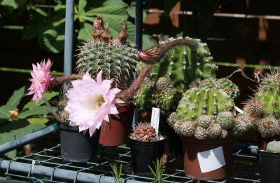 Echinopsis Hybride in Blüte