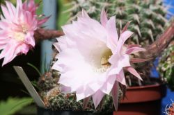 Echinopsis Hybride Blüte