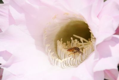 Echinopsis Hybride Blüte