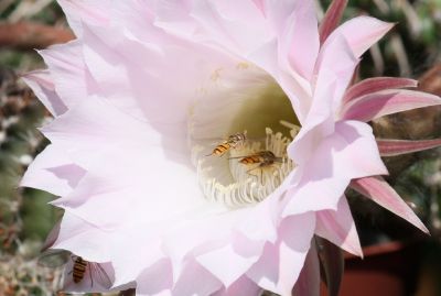 Echinopsis Hybride Blüte
