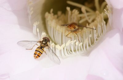 Hainschwebfliege (Episyrphus balteatus)