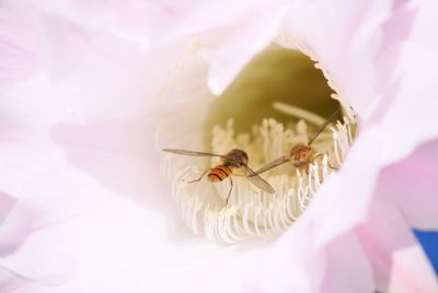 Hainschwebfliege (Episyrphus balteatus)