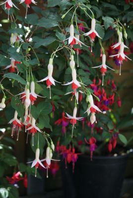 Fuchsien (Fuchsia) weiß/rosa
