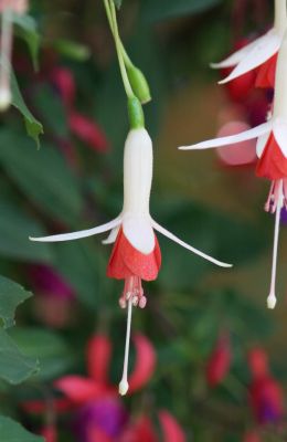 Fuchsien (Fuchsia) weiß/rosa